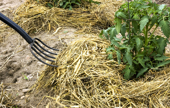 Healthy Soil: The Key to a Healthy, Productive Garden