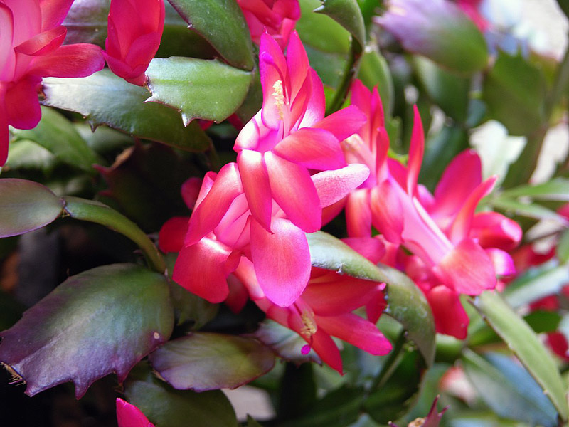 All About Schlumbergera - Christmas Cactus