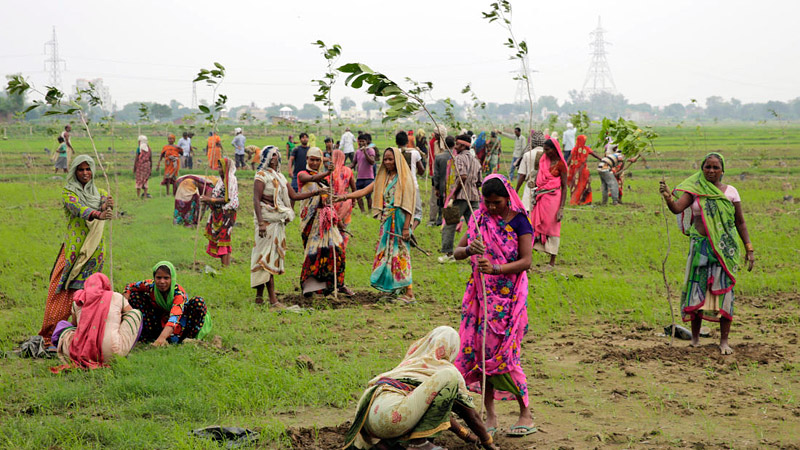 India Has Planted Nearly 50 Million Trees In 24 Hours
