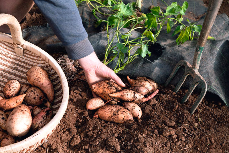 How to Plant and Grow Sweet Potatoes
