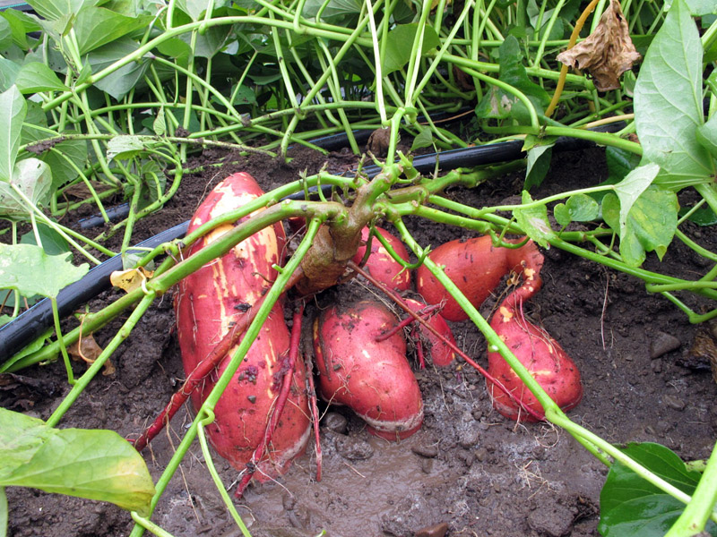 How to Plant and Grow Sweet Potatoes