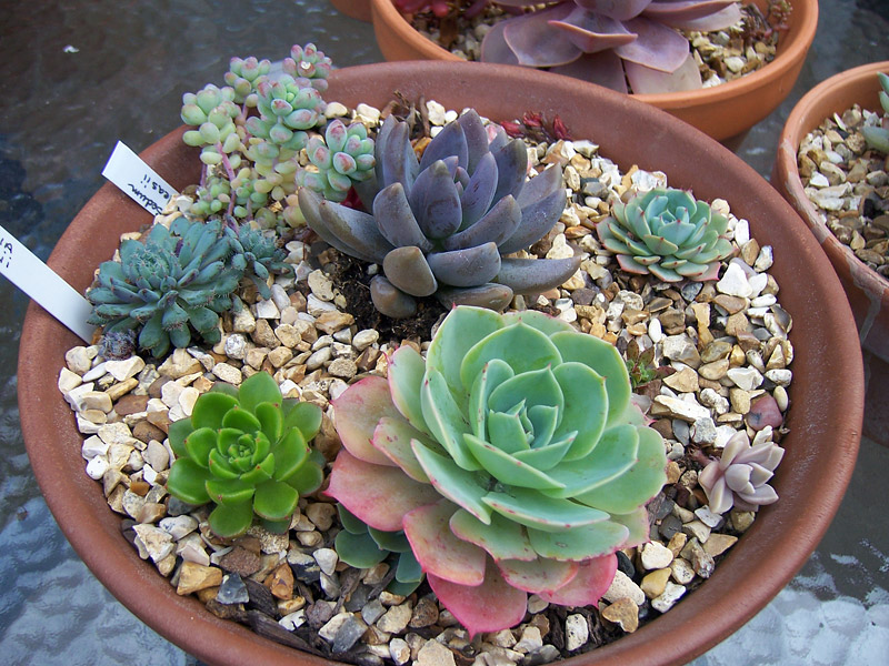 Everything You Need to Know About Succulents