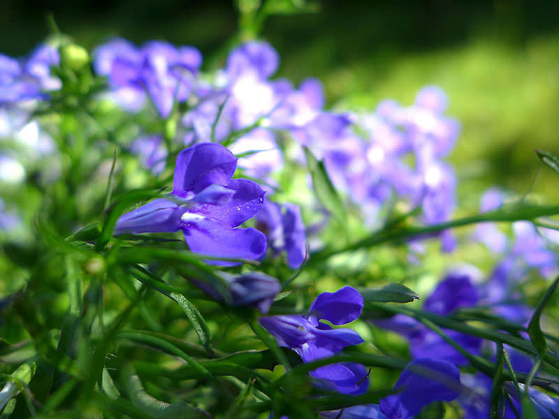 Most Beautiful Flowers For Hanging Baskets