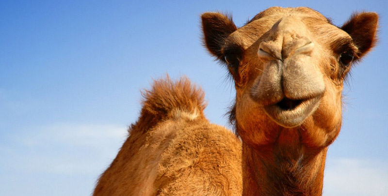 Camel Milk is Healthier Than Cow Milk!