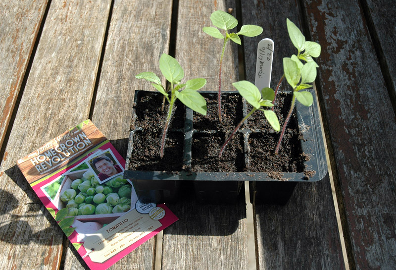 Gardening Guide - How to Grow Tomatillos