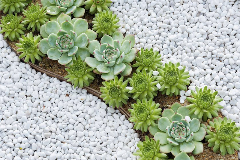 Everything You Need to Know About Succulents