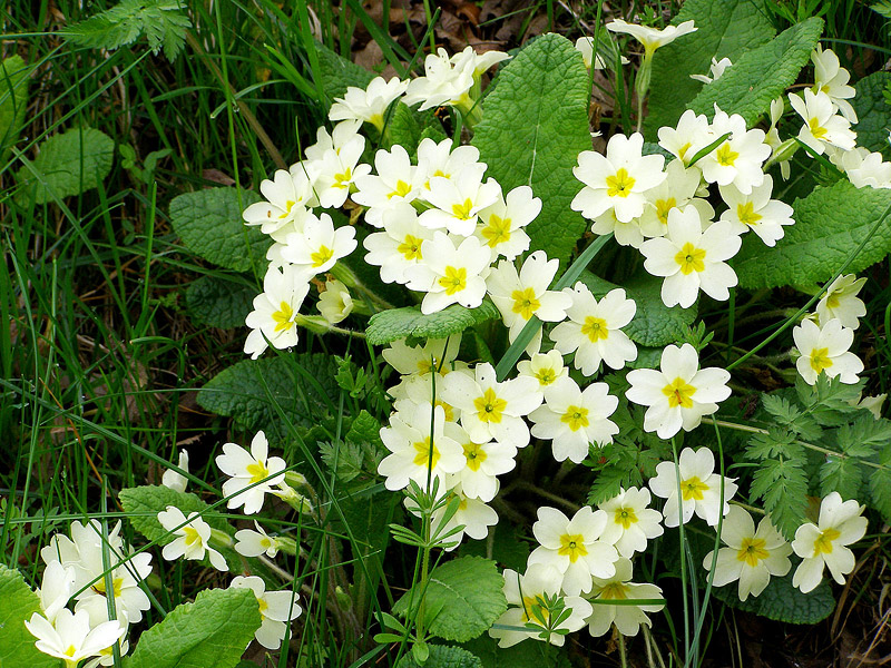 Grow These 10 Easy Perennials From Seed