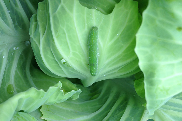 Which Caterpillars Eat My Garden Plants And Vegetables?