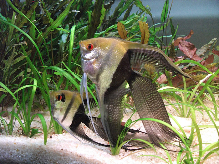 Angelfish - General Care and Breed Info 