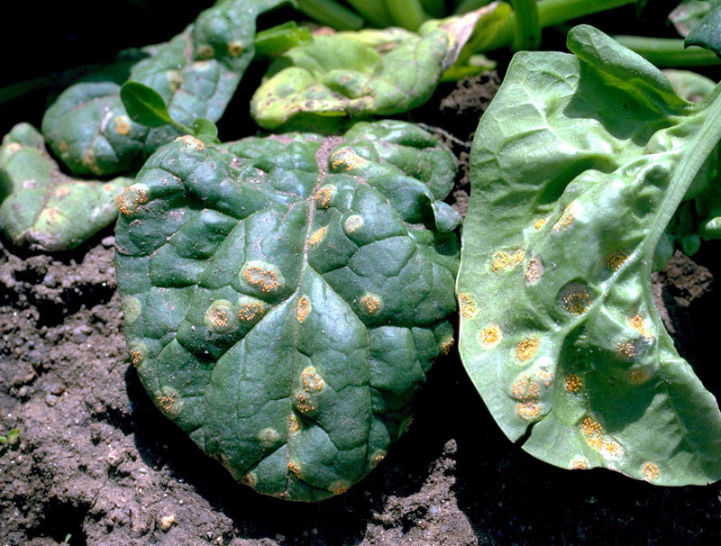 Common Spinach Growing Problems 
