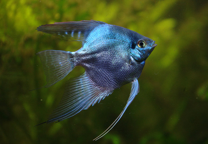 Angelfish - General Care and Breed Info 