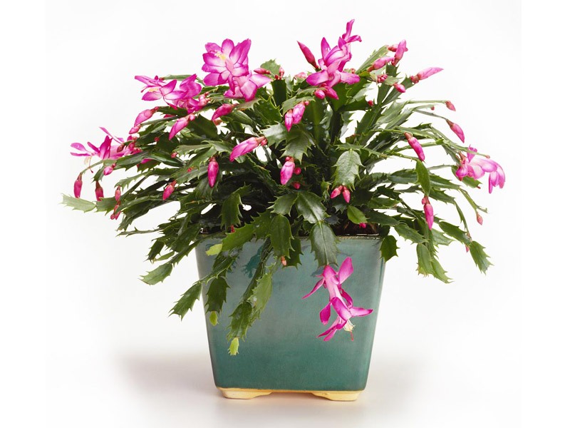 All About Schlumbergera - Christmas Cactus