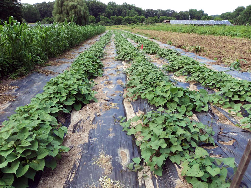 How to Plant and Grow Sweet Potatoes