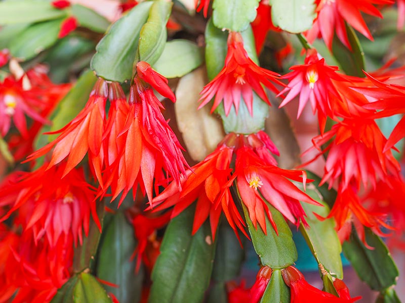 All About Schlumbergera - Christmas Cactus