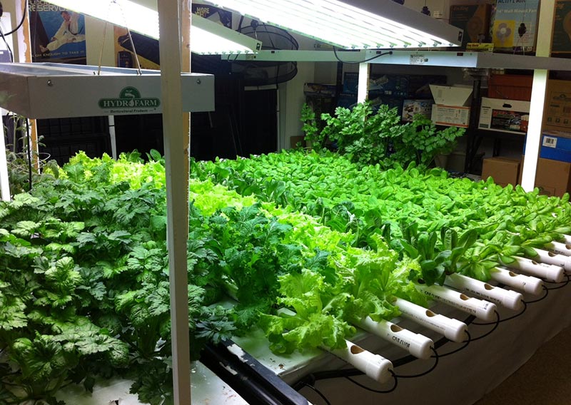 Aquaponics How to Grow Your Own Food in Water