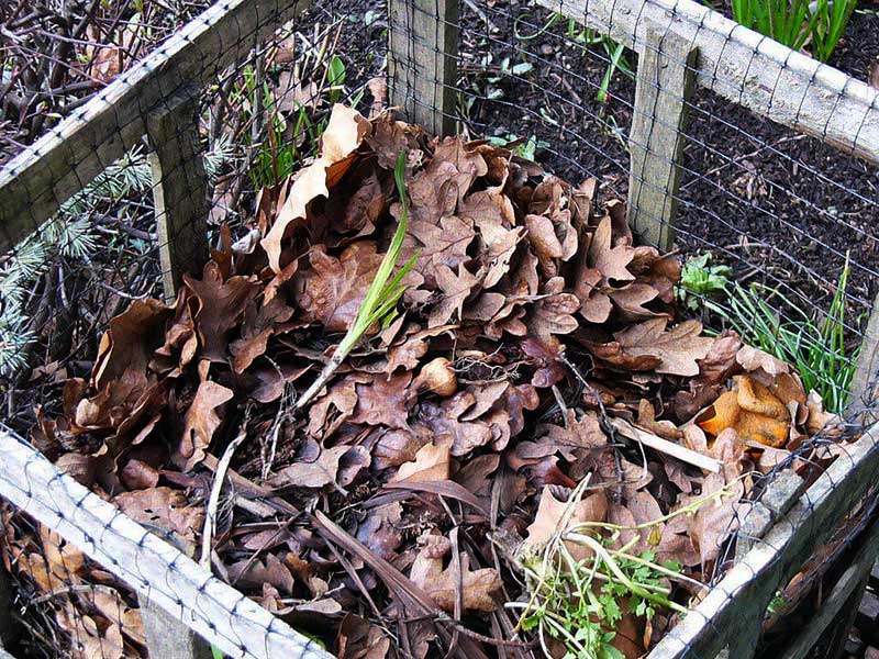 Composting Leaves