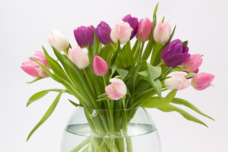 Cut Flowers - Bouquets and Flower Arrangements