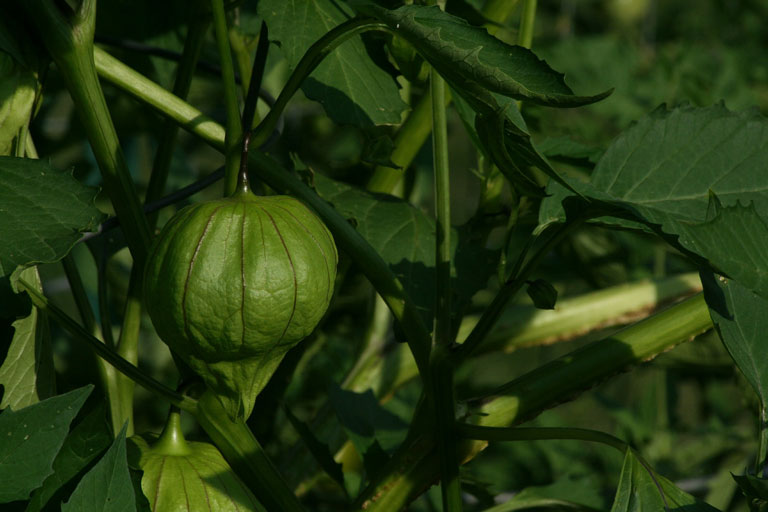 Gardening Guide - How to Grow Tomatillos