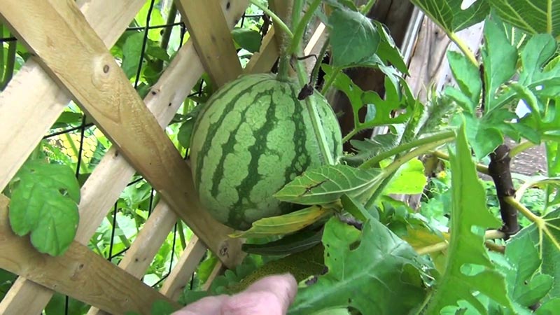 How to Grow Yellow Watermelon