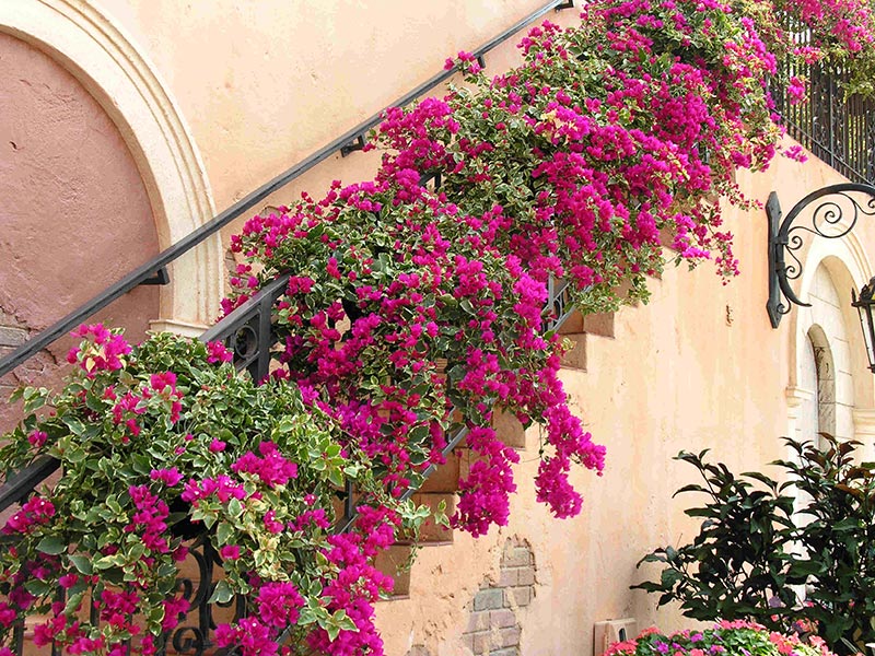 How to Grow a Bougainvillea from Cuttings