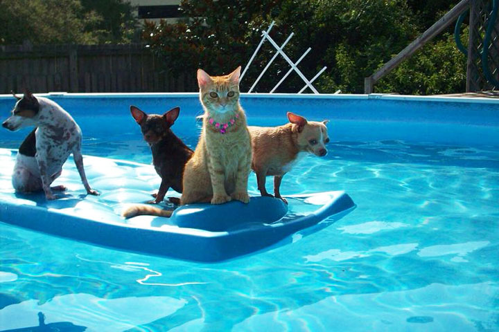 Is it Chlorine in Pools Safe for Pets?