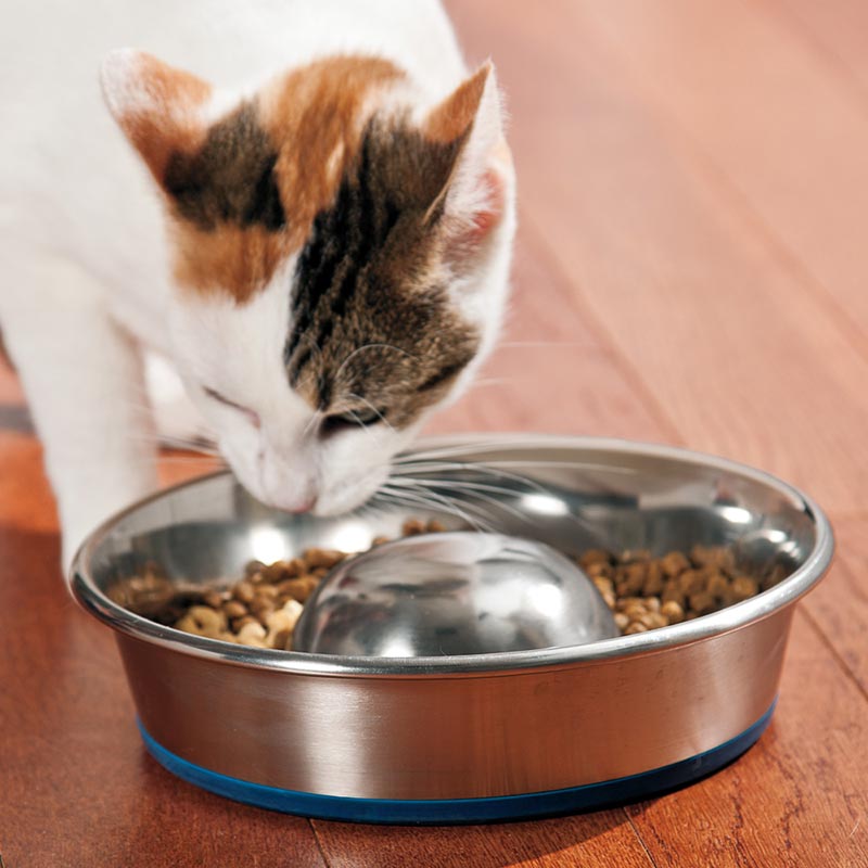 Quiet Corner Why Won t My Cat Eat His Food Quiet Corner quiet-corner-why-won-t-my-cat-eat-his-food-quiet-corner