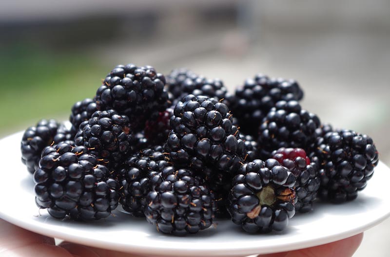 Blackberries Health Benefits