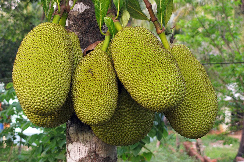 Jackfruit -Amazing Protein-Packed Superfruit 