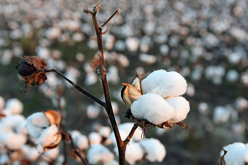 Everything You Need to Know About Organic Cotton 