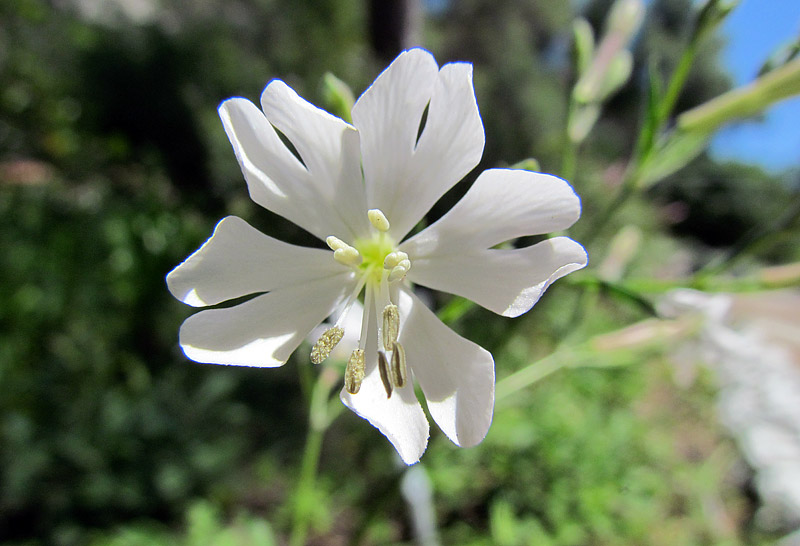 10 Most Beautiful And Rarest Flowers In The World