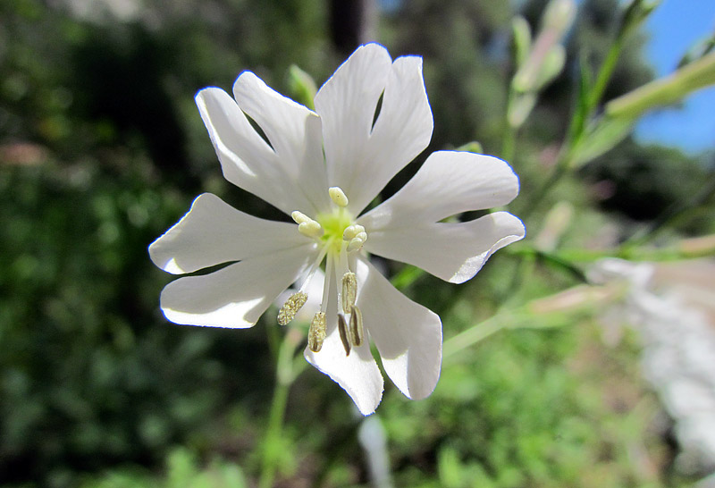 10 Most Beautiful And Rarest Flowers In The World