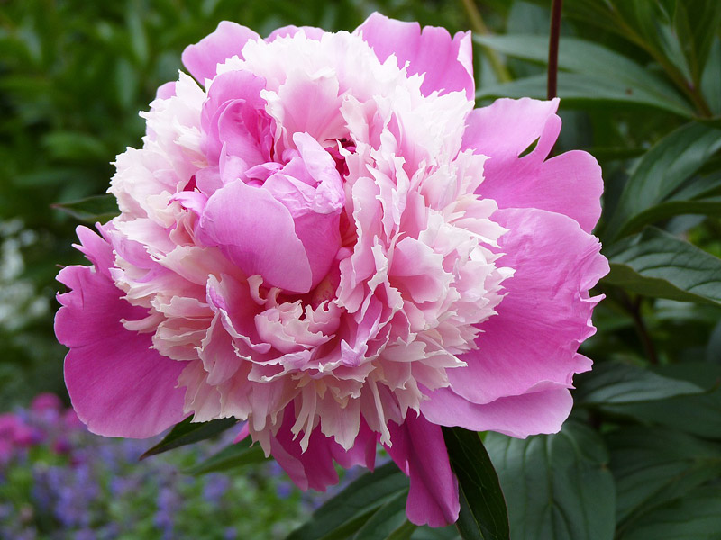 Peonies: How to Plant, Grow and Care for Peony Plants