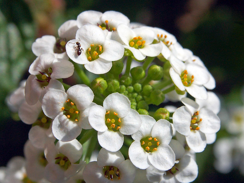 Most Beautiful Flowers For Hanging Baskets