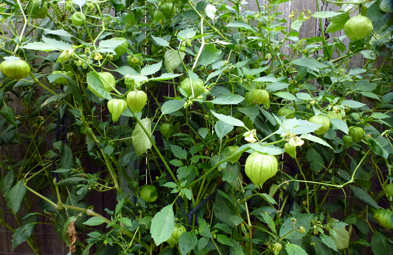 Gardening Guide - How to Grow Tomatillos