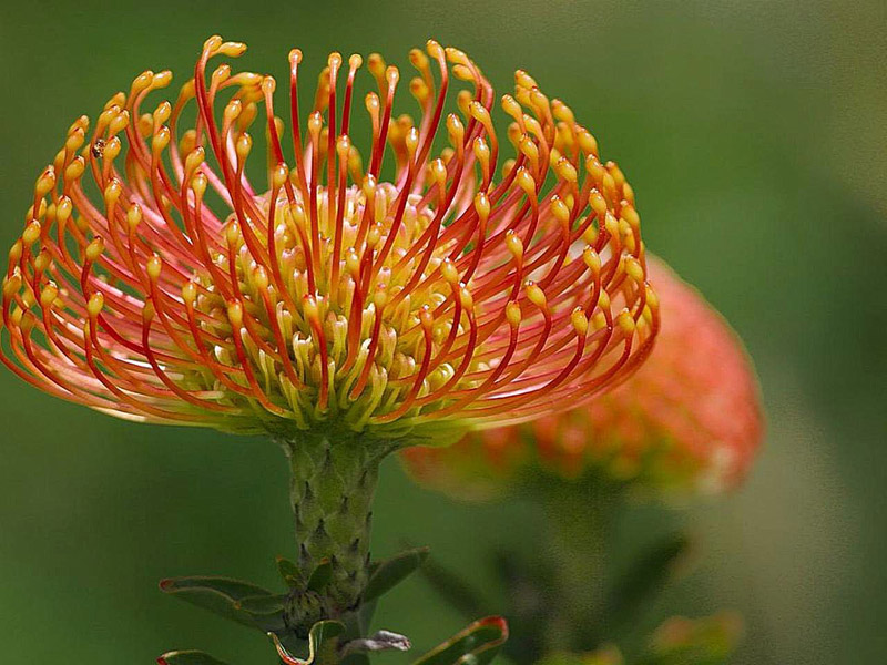 Protea - Taking after Proteus the Son of Poseidon