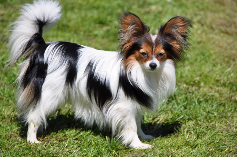 10 Smallest Dog Breeds in the World