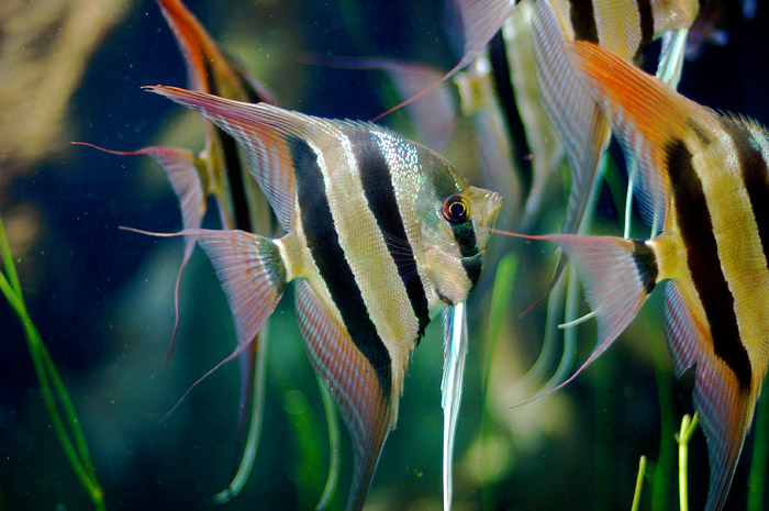 Angelfish - General Care and Breed Info 