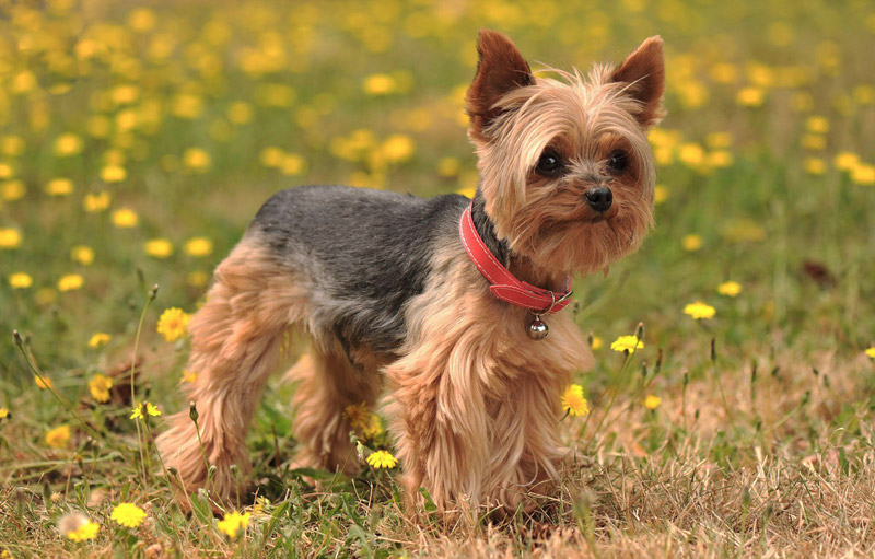 10 Smallest Dog Breeds in the World Quiet Corner