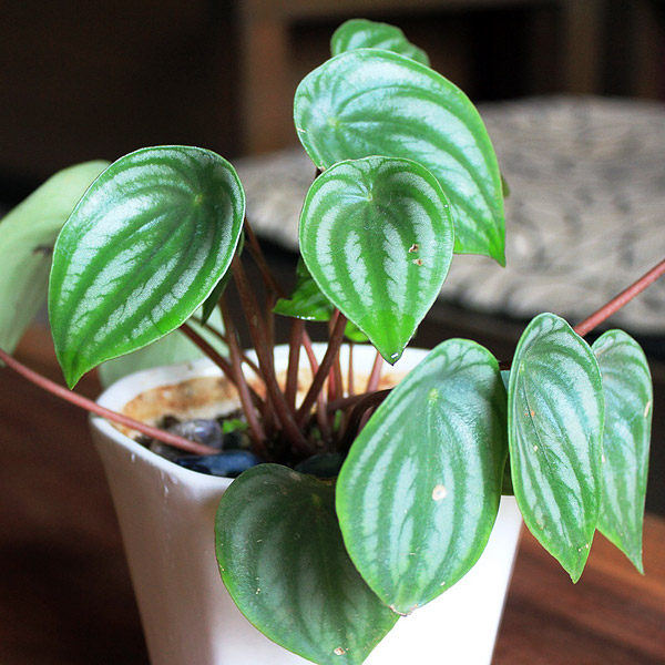 15 Easy to Grow Houseplants For Beginners