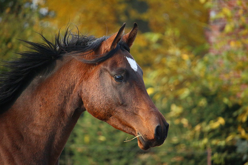 30 Fascinating and Interesting Facts About Horses