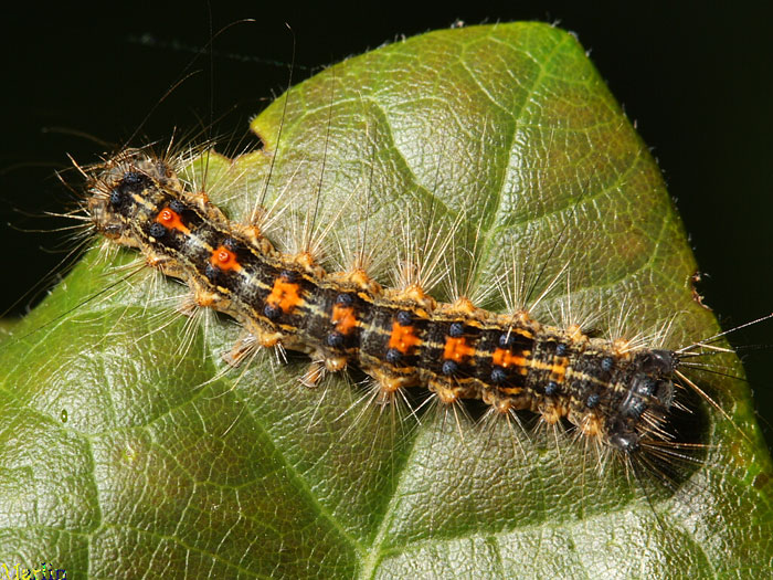 Which Caterpillars Eat My Garden Plants And Vegetables?