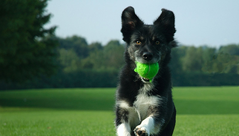 Easiest Dog Breeds to Train: The Fastest Learners 