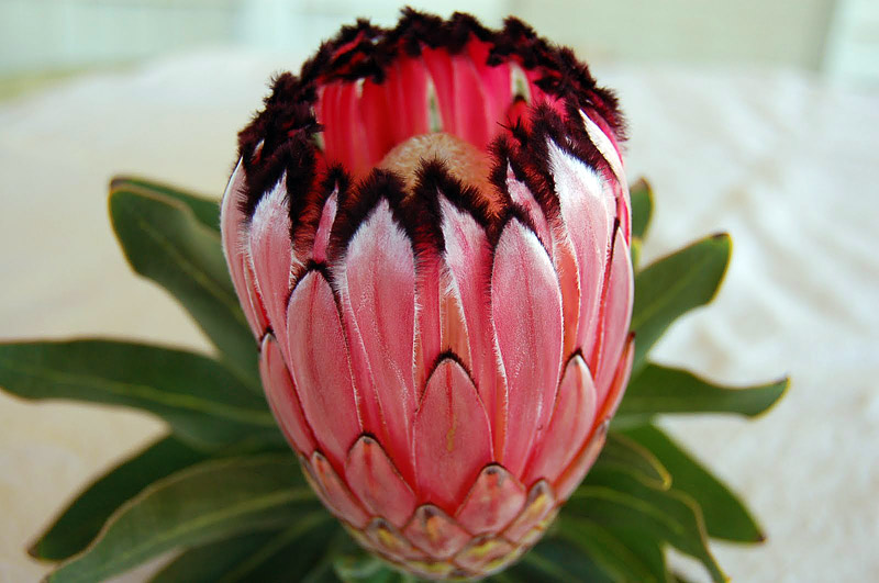 Protea - Taking after Proteus the Son of Poseidon