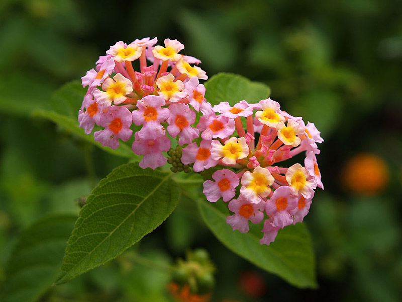 Most Beautiful Flowers For Hanging Baskets