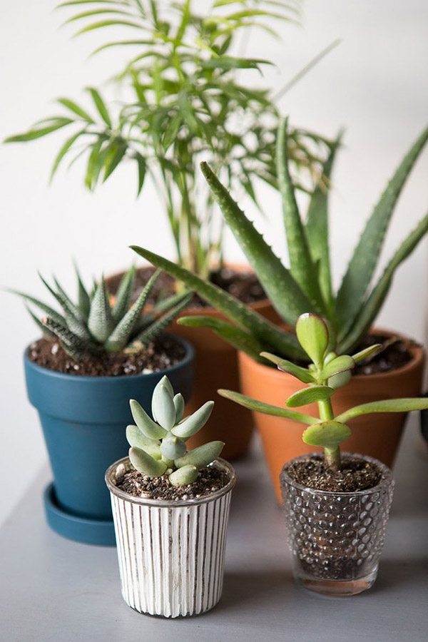 15 Easy to Grow Houseplants For Beginners