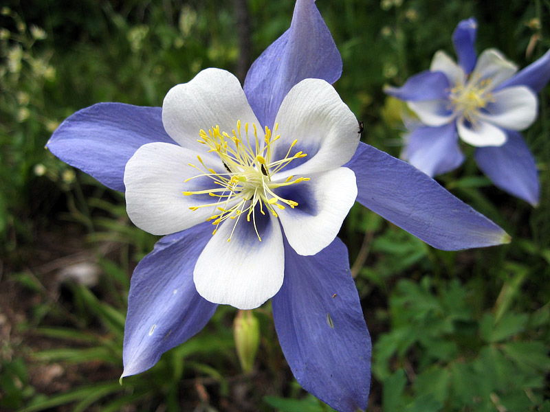 Grow These 10 Easy Perennials From Seed