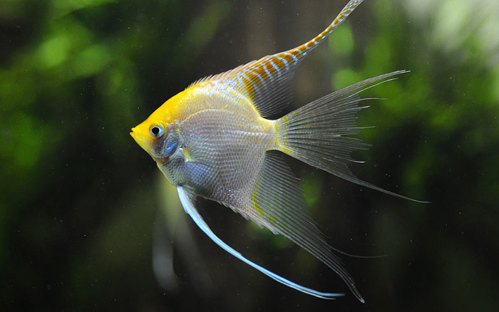 There are many different types of angelfish to choose from in addition to the varieties covered. No matter what your taste is in coloration or pattern, you will find an angelfish to suit you