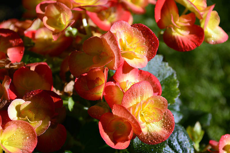 Most Beautiful Flowers For Hanging Baskets