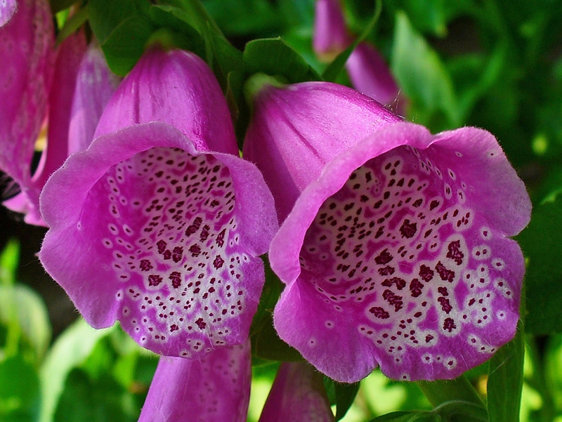 Toxic Plants - 12 Deadliest Garden Plants