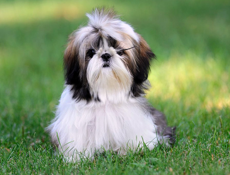 10 Smallest Dog Breeds in the World